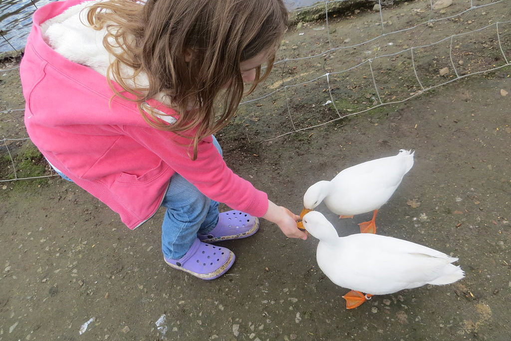 girl feeding ducks